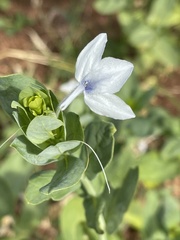 Ecbolium glabratum