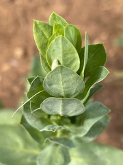 Ecbolium glabratum