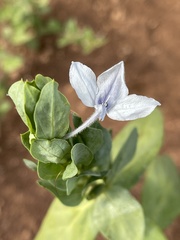 Ecbolium glabratum