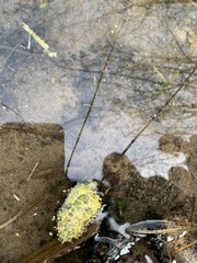 Ichthyosaura alpestris