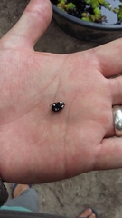 Discopeltis tricolor