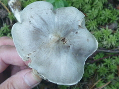 Tricholoma virgatum