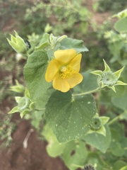 Abutilon guineense
