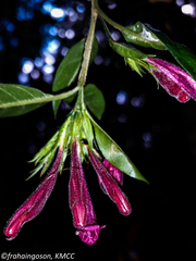 Hypoestes