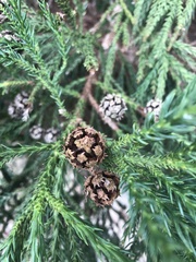 Cryptomeria