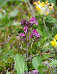 Pedicularis rostratocapitata