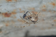 Parasteatoda tepidariorum