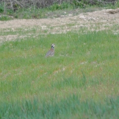 Alectoris rufa hispanica