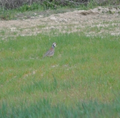 Alectoris rufa hispanica