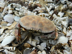 Metacarcinus novaezelandiae