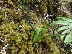 Pterostylis irsoniana