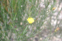 Leptorhynchos nitidulus