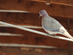 Streptopelia senegalensis