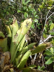 Pachistopelma bromelicola