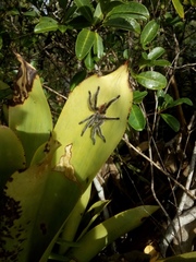 Pachistopelma bromelicola