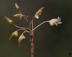 Dendrobium herbaceum