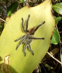 Pachistopelma bromelicola