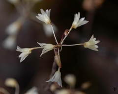 Dendrobium herbaceum