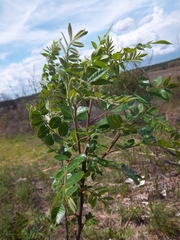Rhus copallina image