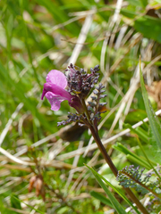 Pedicularis rostratocapitata