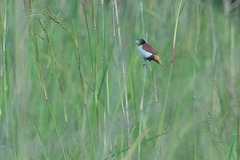 Lonchura spectabilis