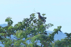 Chlamydera cerviniventris