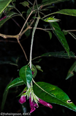 Hypoestes