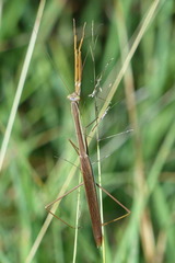 Tenodera blanchardi