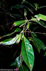 Hypoestes