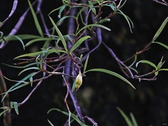 Dendrobium herbaceum