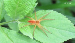 Dolomedes sulfureus