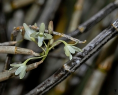 Dendrobium herbaceum