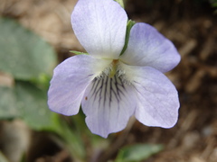 Viola lactea
