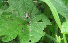 Pisaura ancora