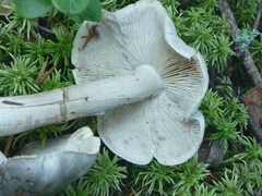 Tricholoma virgatum