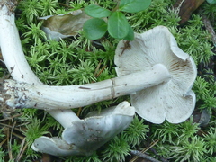 Tricholoma virgatum