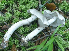 Tricholoma virgatum