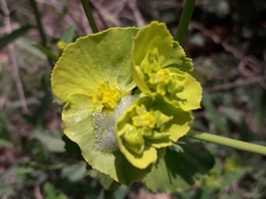 Euphorbia serrata