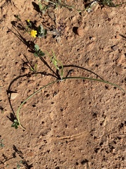 Calochortus splendens