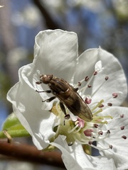 Brachyopa vacua