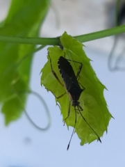 Zoreva
