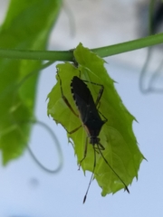 Zoreva