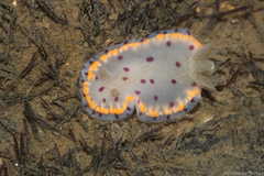 Image of Goniobranchus bombayanus