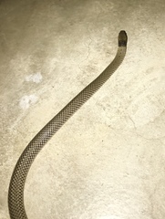 Aparallactus lunulatus