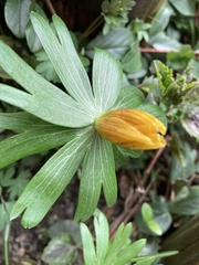 Eranthis