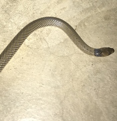 Aparallactus lunulatus