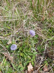 Globularia