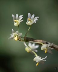 Dendrobium herbaceum