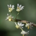 Dendrobium herbaceum - Photo (c) tspkumar, some rights reserved (CC BY-NC), uploaded by tspkumar