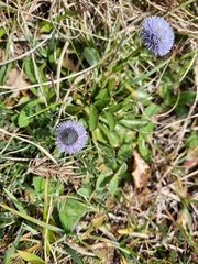 Globularia